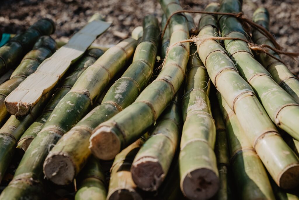 Guadeloupe : une convention canne 2023-2028 signée pour propulser la filière
